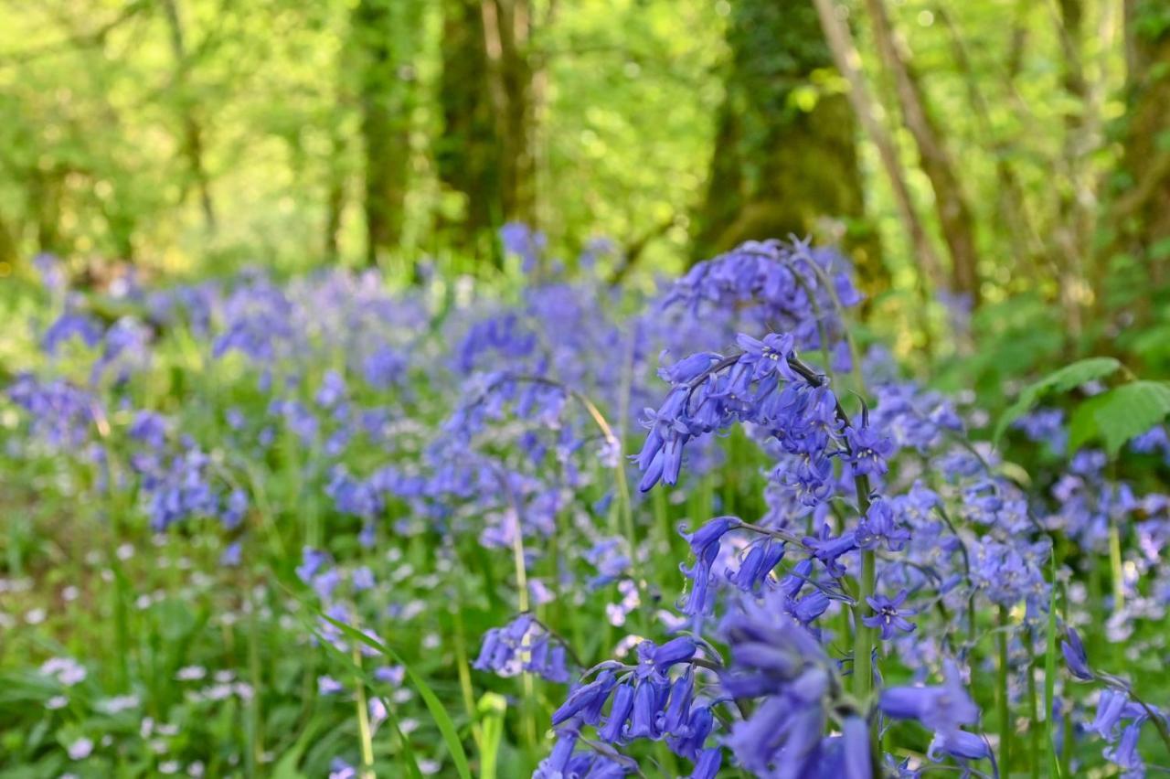 Wray Valley Moretonhampstead Esterno foto